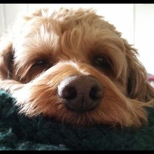 Meet your Posher, Natalie